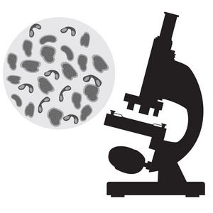 微生物世界探秘 球菌形态学与显微观察图解