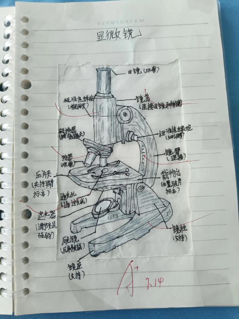 七年级生物上册 显微镜的使用考点全解析